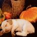 SOLD. Orange roan Brittany puppy.