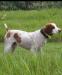 Bony Bud sire of litter