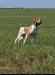 Northern Star's Diamond Laced Bullet dam of litter