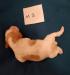 Male pup