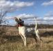 Indian Creek Cactus Jack (brother to Indian Creek Cross Country)