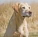 Irish FTCH/ AKC Master Hunter Rockenhart Voyager