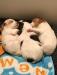 Born November 11,2020
3-Girls