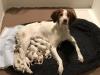 12 Puppies Born December 1,2020