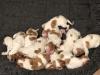 Born December 1,2020
7 Males-5 females