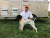 Pup from previous litter after receiving Prize 1 perfect score in NAVHDA Natural Ability