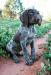 Puppy from past litter
