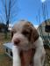 All puppies sold