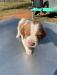 Puppies sold
