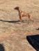 Hatch waiting his turn at the GSP field trial in Sonoita, AZ