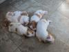 Pence x Kate Pups from 2020 Litter - 2-weeks old.  2021 pictures will be posted once the litter is born.  A proven mating for field characteristics and confirmation!