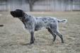 Picture of the Sire