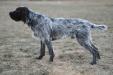 Picture of the Sire