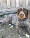 Frank, stud dog