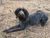Tanzania Grace-Mid March Litter