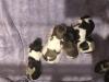1 Blk/wht male, 1liver/wht male and 1 blk/wht female