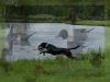 Journey in training, a natural on water retrieves.