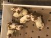 3 1/2 weeks.  Update:  All puppies have been spoken for as of 3/23/21.