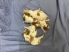 Female Puppies