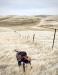 Huck retrieving an Oregon Pheasant NA Prz 1