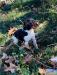 Lottie/Nugget pup - Ruth De Feliciana