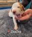 ZsaZsa  14 days old