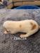 ZsaZsa 14 days old