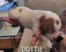 Dottie  14 days old