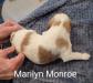 Marilyn Monroe  14 days old