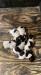 Puppies