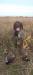 Hutch (Sire)