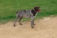 Hutch (Sire)