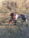 Hutch (Sire)