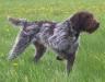 Tommy (Grandsire - Paternal Side)