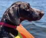 GIDGET  on the lake in Minnesota 