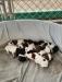 Puppies - 5 males and 4 females