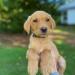 Pup available