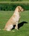 The Sire!   Willie
