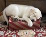 2020 pup from same breeding 