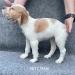 Puppy 4617