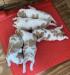 Puppies at 2 wks (3 females available)