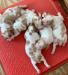 3 females available