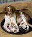 Our beautiful Daisy with a prior litter