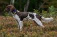 A started versatile hunting dog : is a pup that is less than 16 months of age; has taken and passed the NAVHDA Natural Ability Test or can perform and pass the field, water and tracking portions of that test, meaning that the pup enters the water willingly, points birds reliably holding point for 5 seconds or more, and perform a live track on running game; a pup reliably responds well to the commands’ kennel’, ‘place’,’ no’, and recalls reliably to its name or to a whistle; around the home exhibits a cooperative demeanor to enter the home -car and exit the home-car in a safe controlled manner ; is house trained ; reliably pursues, and exhibits good manners behind game.
