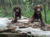 Kimber (left) as a pup, with her litter mate 