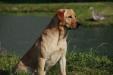Whiskey (Bailey’s sire)