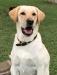 SHR Kimber Paws Pannell