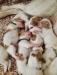 Puppies