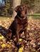 Swede Grove's Master and Commander
(Aubrey)