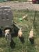Puppies at play